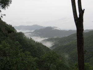 Yunnan morning mist 