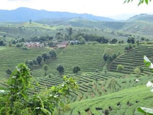 Tea Plantations Yunnan